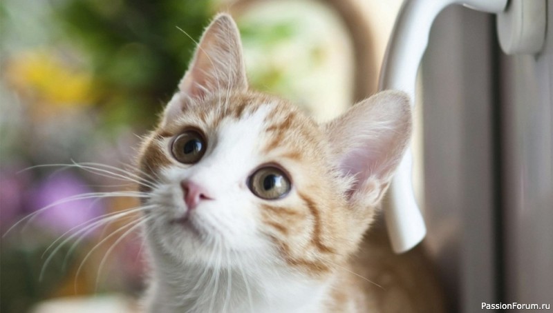 Счастливый хвост: как кошки выражают радость