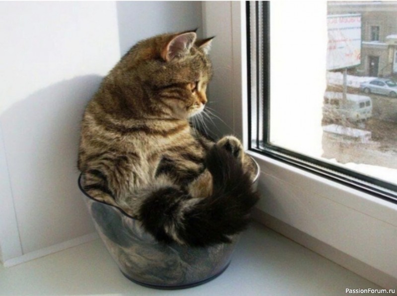 5 советов, на случай, если кошку оставляют одну дома