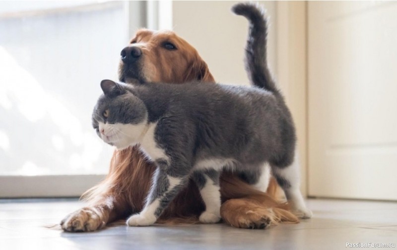Как щенку ужиться в одном доме с котом: советы и лайфхаки