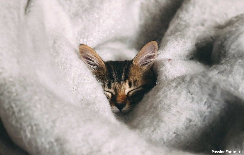 Забота о котенке в первые месяцы жизни Забота о котенке в первые месяцы жизни