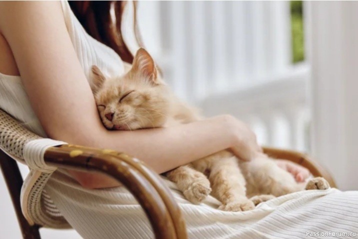 Компанию обязали выплатить работнику €40 тыс. после смерти его кота