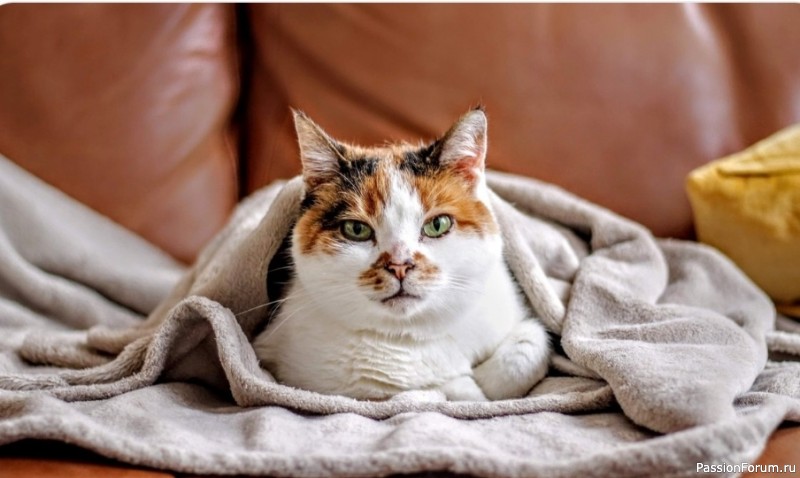 Невидимая обида: чего стоит избегать, чтобы не потерять доверие кошки