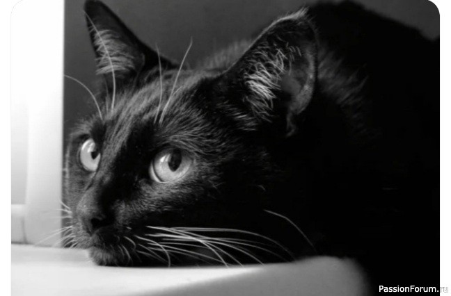 Что кошка воспринимает как предательство