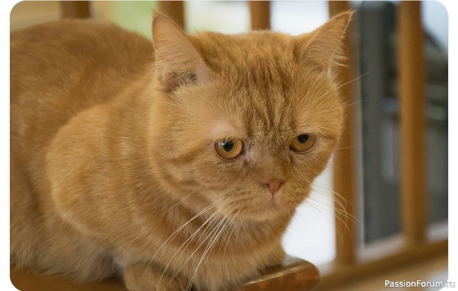7 вещей, которые кошки терпеть не могут, хотя хозяева не видят в этом проблемы