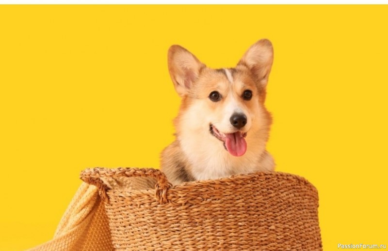 10 «сюрпризов», которые ждут вас в жизни с собакой