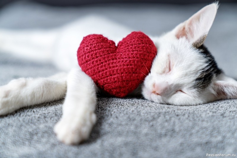 Факты о кошках, которые вы, возможно, ещё не знали