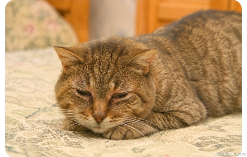 Можно ли понять по выражению морды кошки, что ей больно?