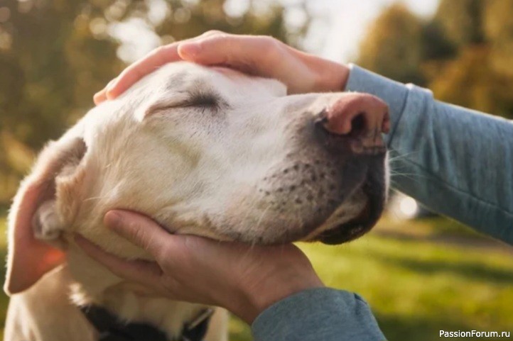 Можно ли изменить характер собаки? Можно ли изменить характер собаки?