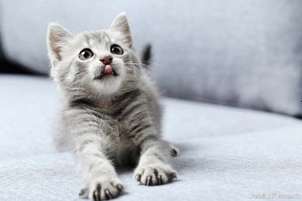 Питомец в доме улучшает отношения в семье