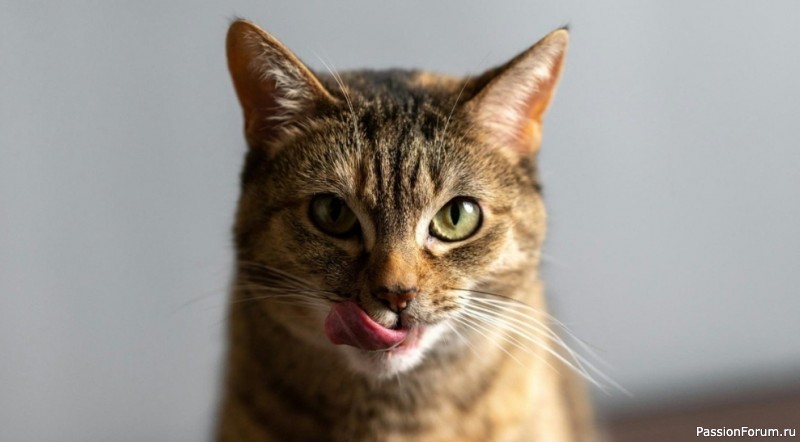 10 вещей, которые кошки могут делать вечно