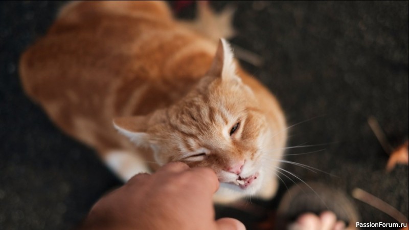 Ветеринар: кошек тискать нельзя