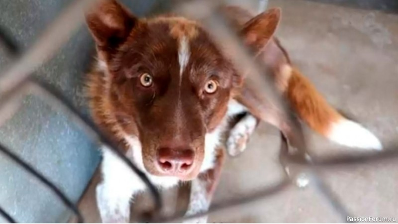 Пес из приюта спас жизнь хозяйки через две недели после переезда