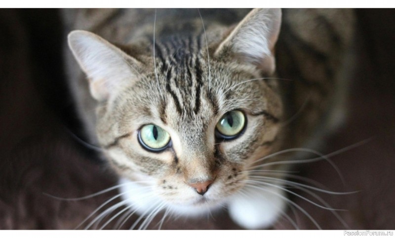 Способна ли кошка затаить обиду