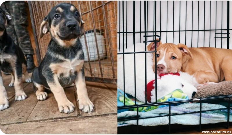 Как выбрать щенка из питомника или приюта Как выбрать щенка из питомника или приюта
