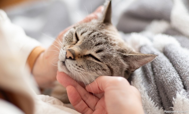 Кошачьи суперспособности: 8 хитростей идеального хищника