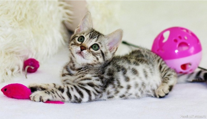 Забота о котенке в первые месяцы жизни