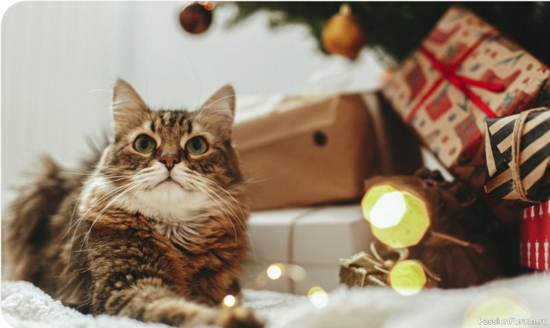 Праздник без риска: 5 ошибок, которые могут навредить вашему питомцу