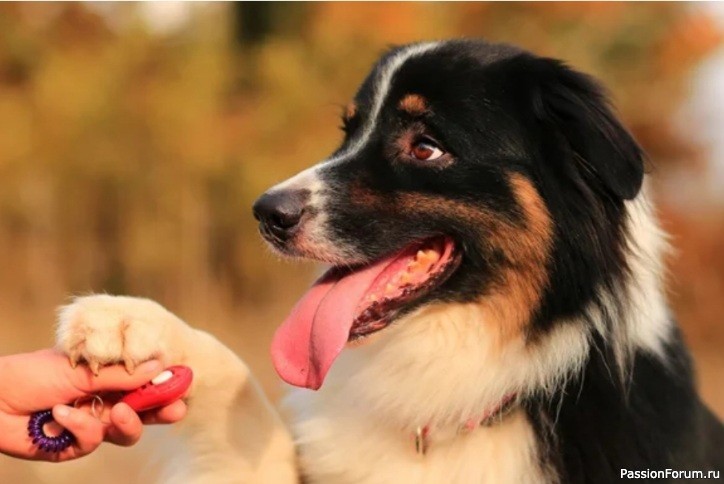 Собаки запоминают новые слова, подслушивая разговоры хозяев