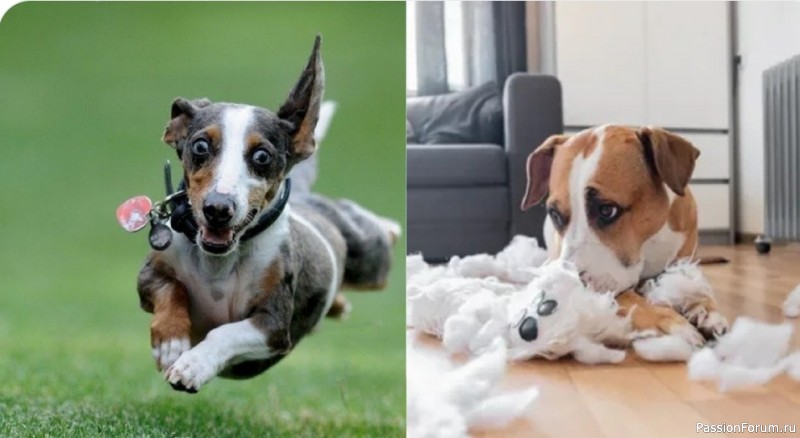 Признаки гиперактивности у щенка: вредно ли это и как его успокоить