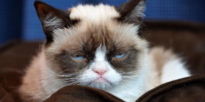7 вещей, которые ненавидит Ваша кошка