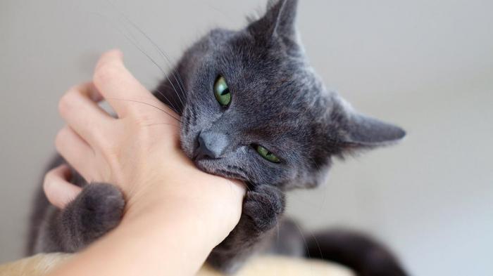 7 вещей, которые ненавидит Ваша кошка