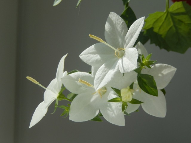 Цветок из натурального шелка " Кампанула" или невеста.