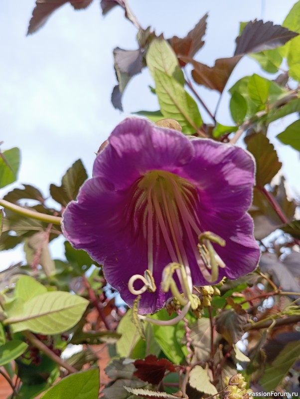 Набор для кухни...