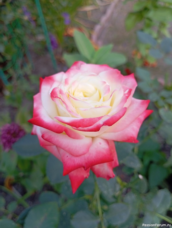 БАНКИ... Моя любимая заготовка...