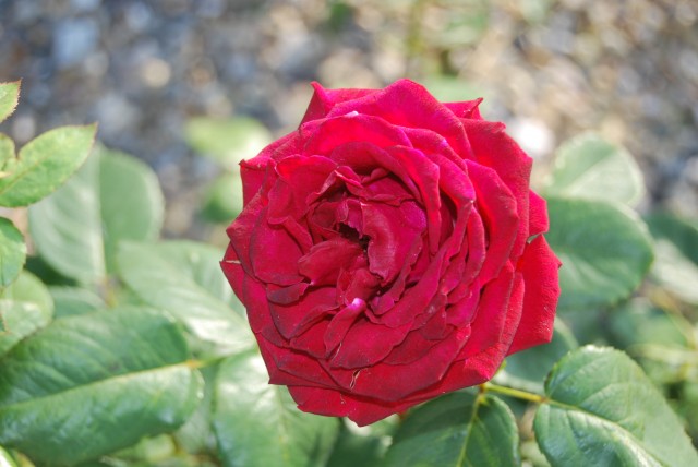 Розы в саду Николо-Бирлюковского монастыря