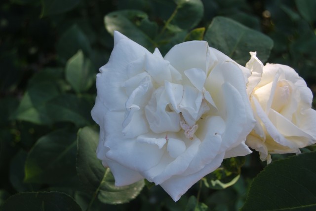 Розы в саду Николо-Бирлюковского монастыря