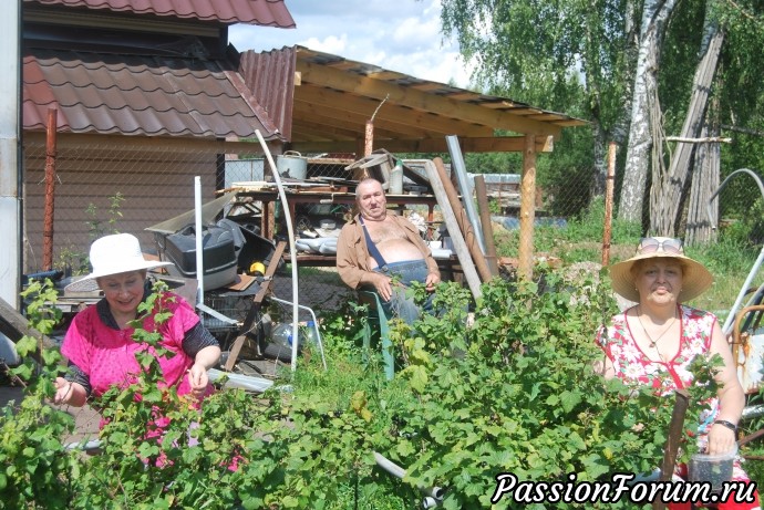сбор урожая под чутким контролем хозяина сбор урожая под чутким контролем хозяина