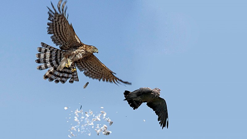 Превратности любви