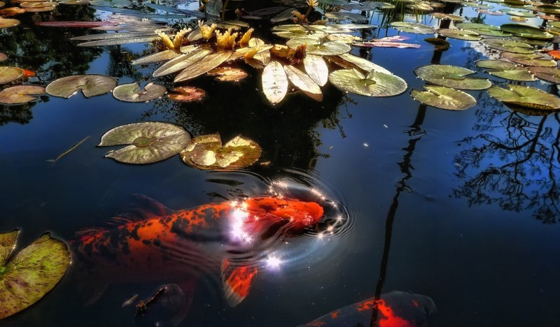 Сказка о жемчужном кои