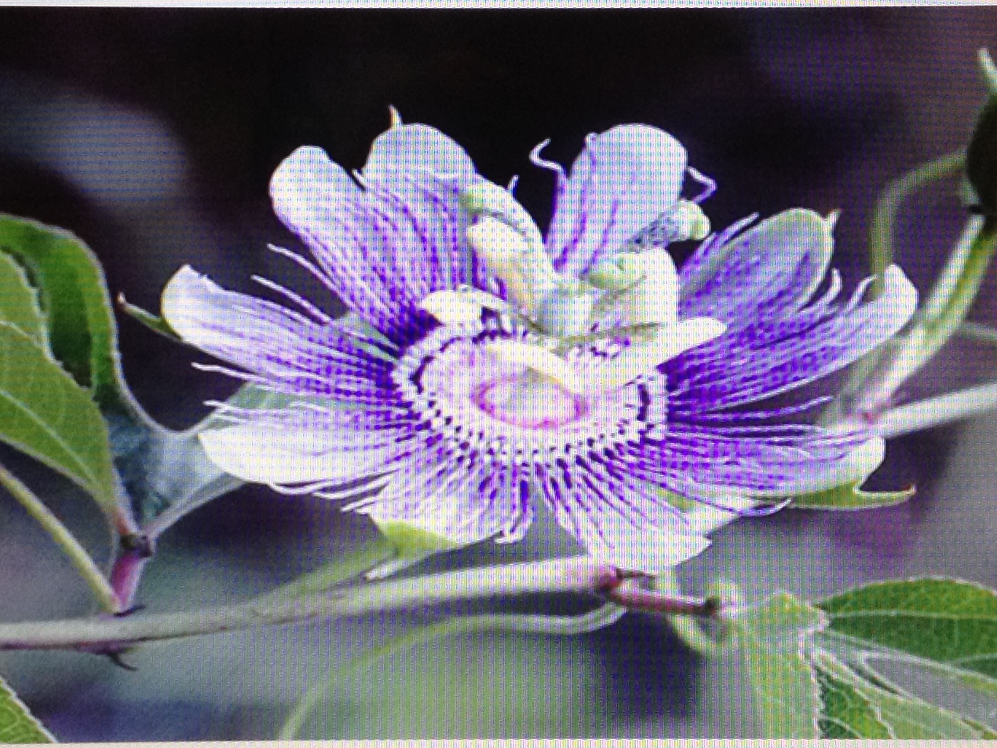 Цветок Пассифлора Фото