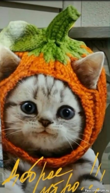 Шапочка для котика.