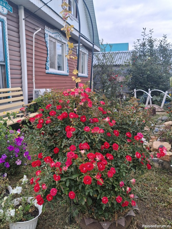 Мои цветочки