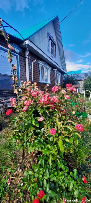 Мои цветочки