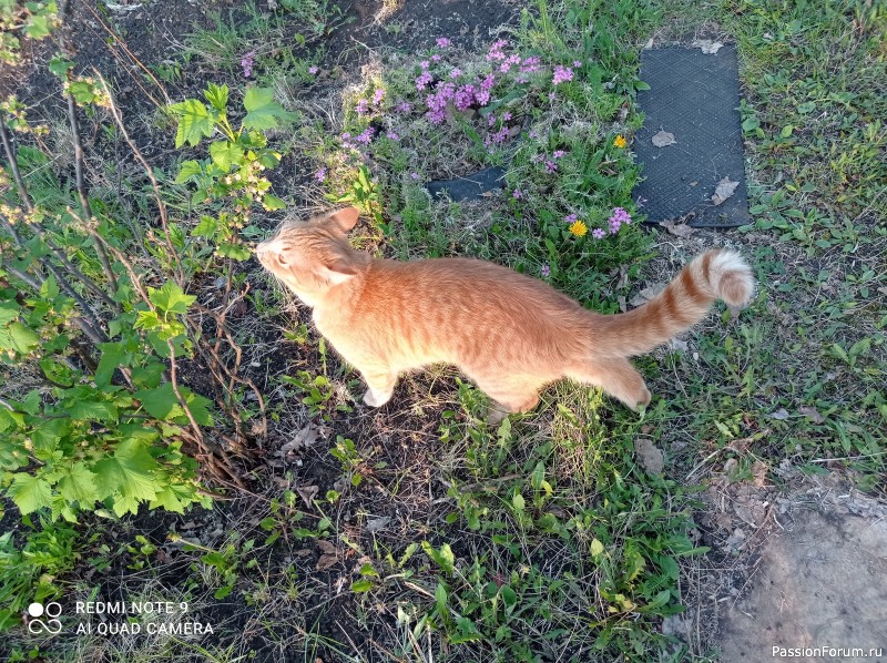Солнечные коты.