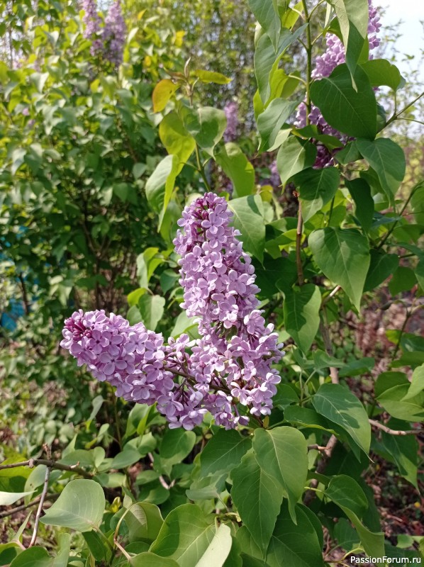 Садовые зарисовки.