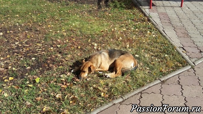 Осень в Красноусольске или Всем в лес!