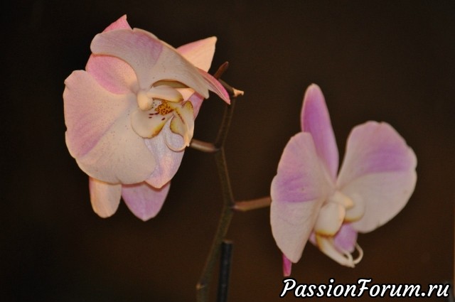 Мои орхидеи)