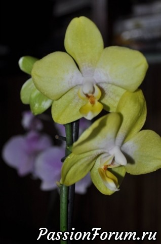 Мои орхидеи)