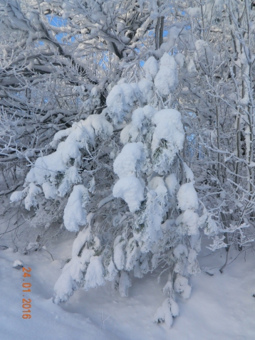 Прогулка по заснеженному лесу на г. Собер Баш 24.01.16г