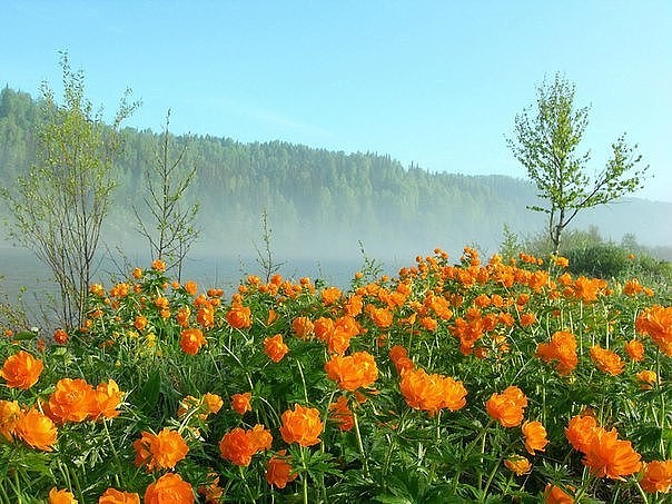 Жарки Фото Цветов