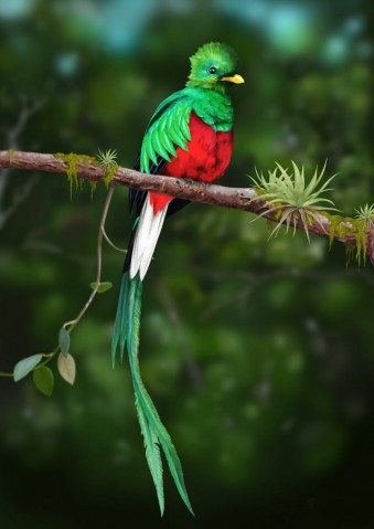 Красивые птицы планеты!