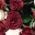 alis@ alis@