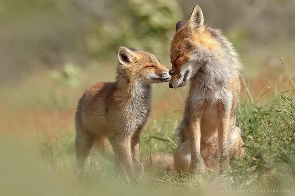 10 фото про лисью любовь