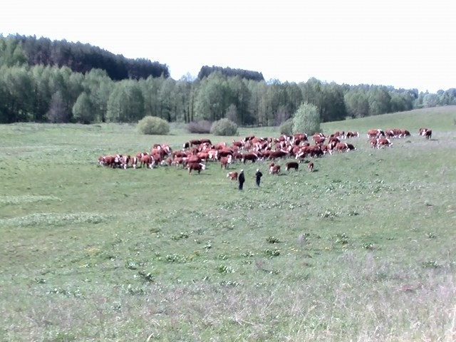 Родной край