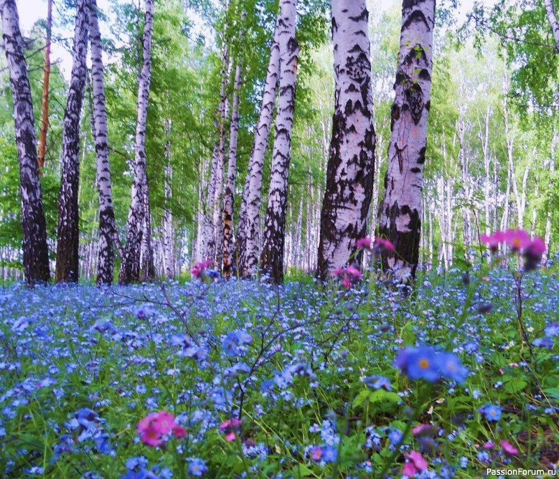 Незабудки. Джемпер с ажурным воротничком