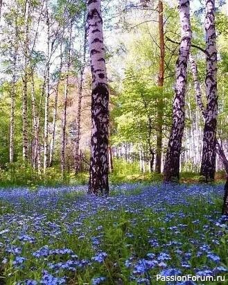 Незабудки. Джемпер с ажурным воротничком